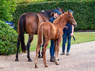 KS300622-70 - Cupboard Love & foal by Territories